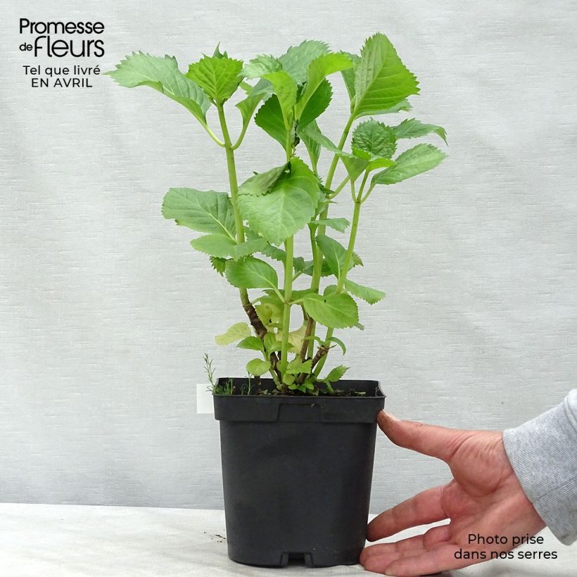 Example of Hydrangea macrophylla Benelux Pink - Ortensia Vaso da 2L/3L, A cespuglio as you get in printemps