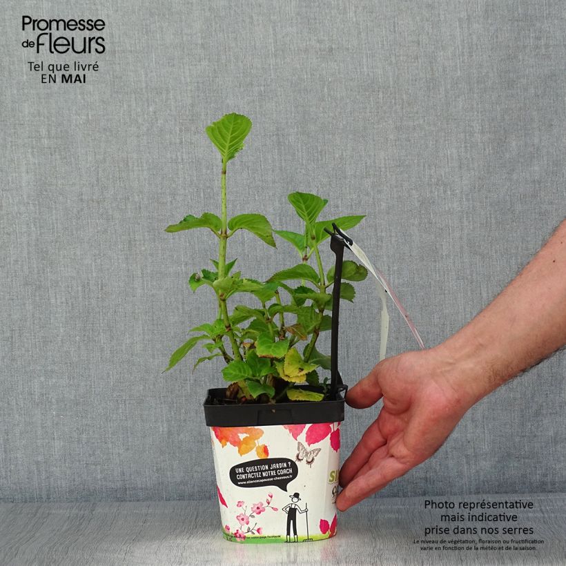 Hydrangea macrophylla Big Data Pink - Ortensia Vaso da 2L/3L, A cespuglio esemplare consegnato in primavera