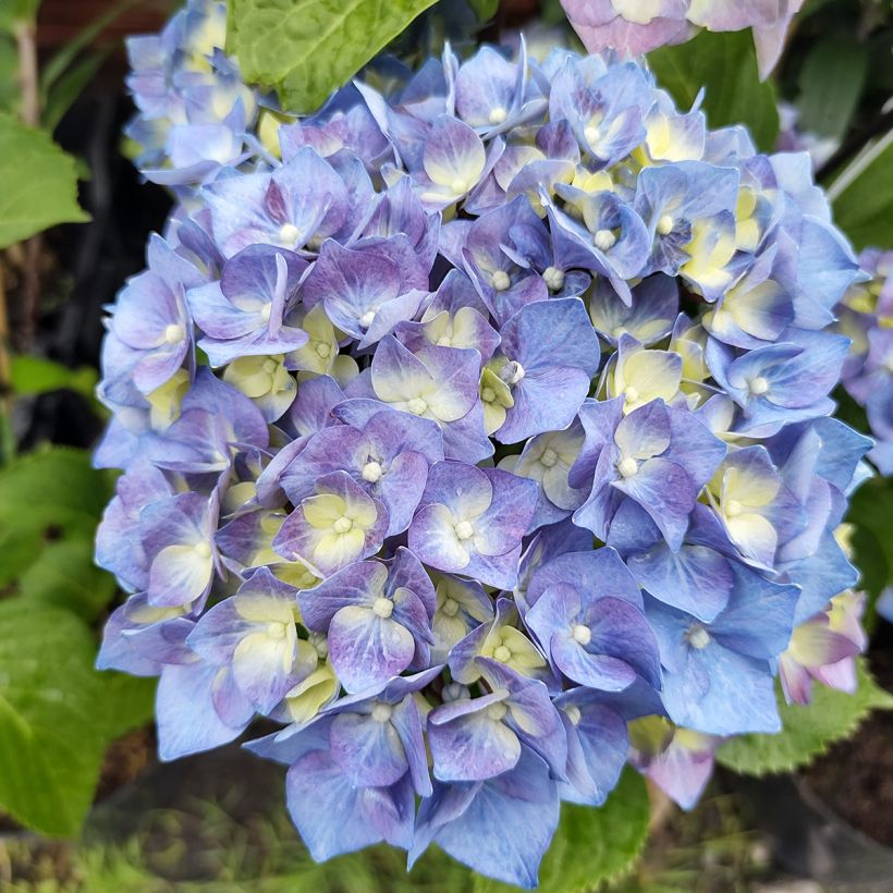Hydrangea macrophylla Black Steel Purple - Ortensia (Flowering)