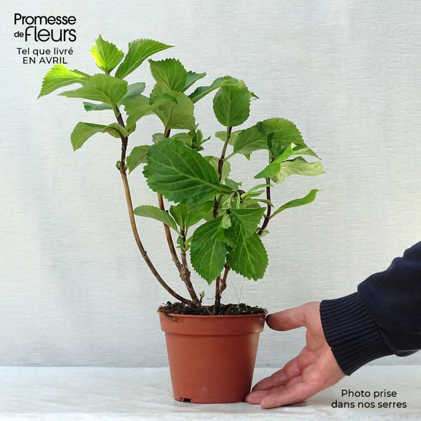 Example of Hydrangea macrophylla Black Steel Zebra - Ortensia Vaso da 2L/3L as you get in printemps