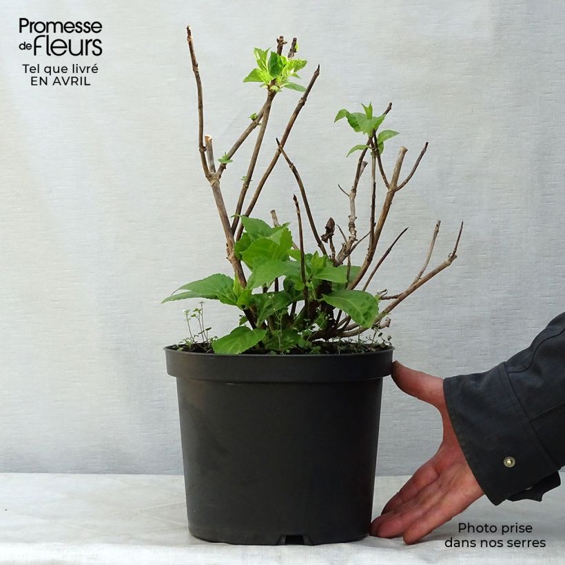 Example of Hydrangea macrophylla Black Steel Zebra - Ortensia Vaso da 4L/5L as you get in printemps