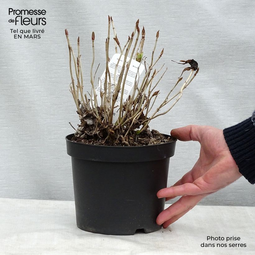 Hydrangea macrophylla Blauer Prinz - Ortensia Vaso da 2L/3L esemplare consegnato in primavera