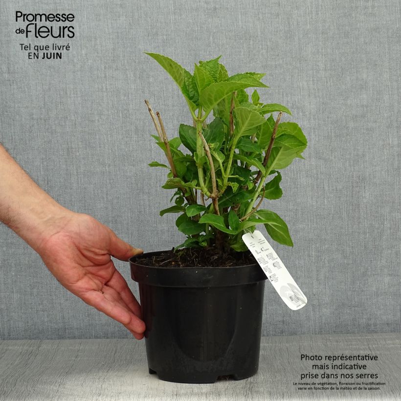 Example of Hydrangea macrophylla Blauer Zwerg - Ortensia Vaso da 2L/3L as you get in printemps