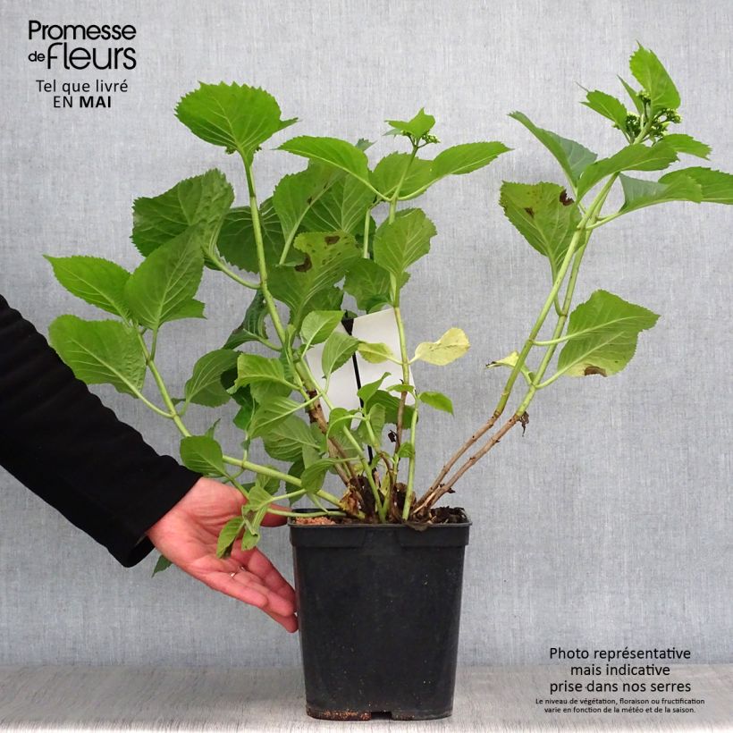 Example of Hydrangea macrophylla Blue Sky - Ortensia Vaso da 4L/5L as you get in printemps