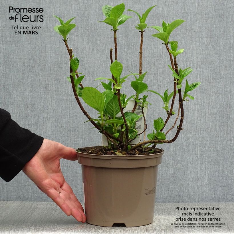 Hydrangea macrophylla Blue wave - Ortensia Vaso da 2L/3L esemplare consegnato in primavera