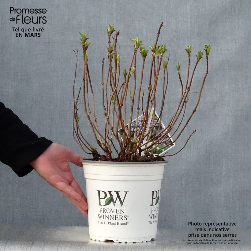 Example of Hydrangea macrophylla Blueberry Cheesecake - Ortensia Vaso da 4L/5L as you get in printemps