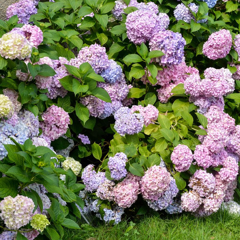 Hydrangea macrophylla Bodensee - Ortensia (Plant habit)