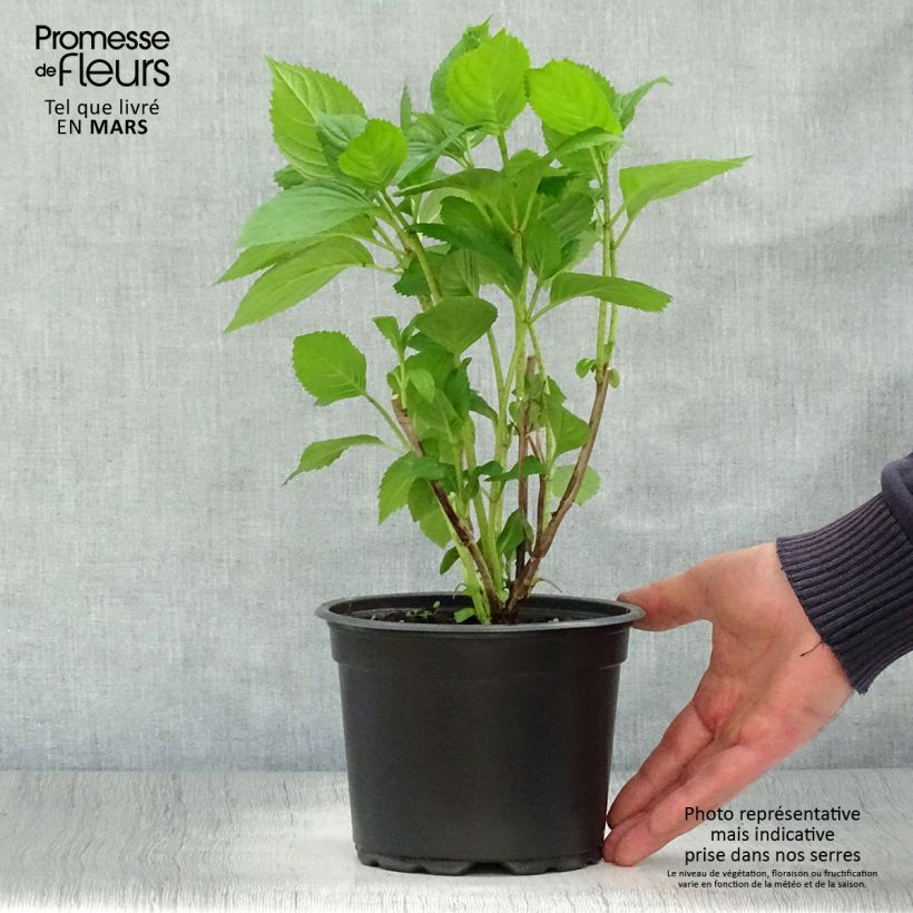 Hydrangea macrophylla Bouquet Rose - Ortensia Vaso da 2L/3L esemplare consegnato in primavera