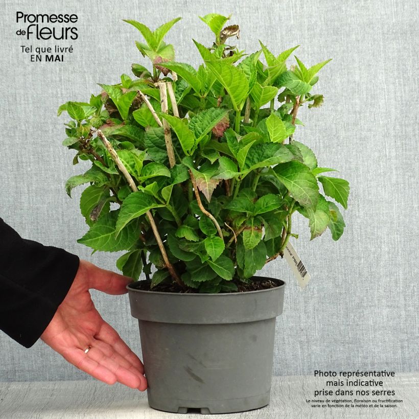 Hydrangea macrophylla Caipirinha - Ortensia Vaso da 2L/3L esemplare consegnato in primavera