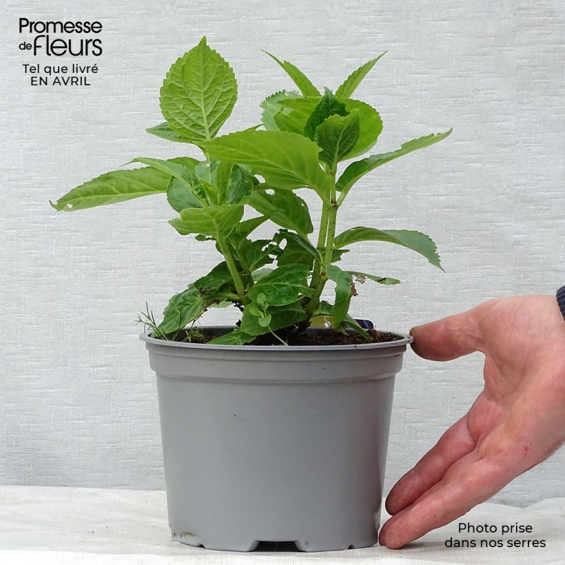 Example of Hydrangea macrophylla Curly Sparkle Blue - Ortensia Vaso da 2L/3L as you get in printemps