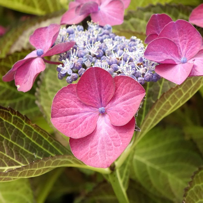 Hydrangea macrophylla Dark Angel Purple - Ortensia (Flowering)