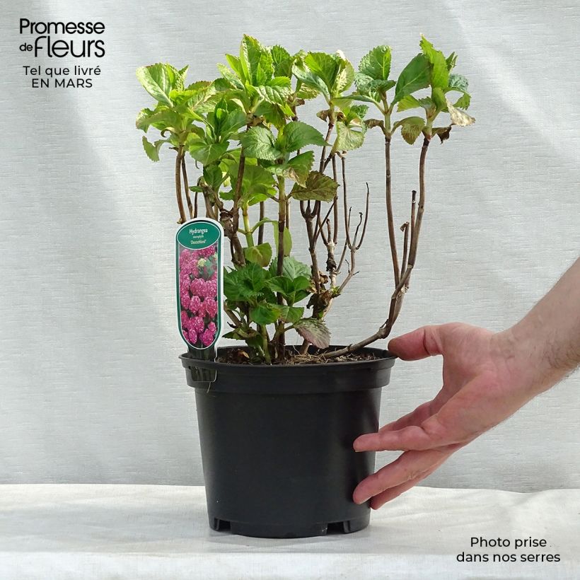 Hydrangea macrophylla Deutschland - Ortensia Vaso da 2L/3L esemplare consegnato in primavera