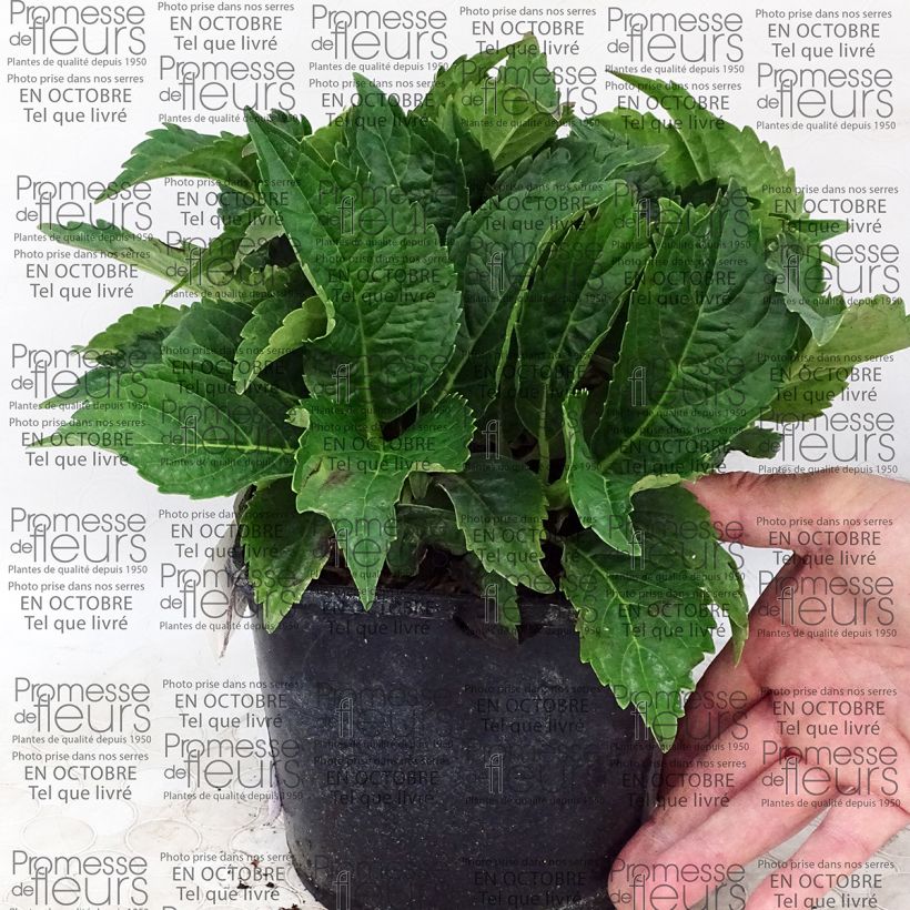 Esempio di esemplare Hydrangea macrophylla Dolce Farfalle - Ortensia Vaso da 2L/3L come consegnato