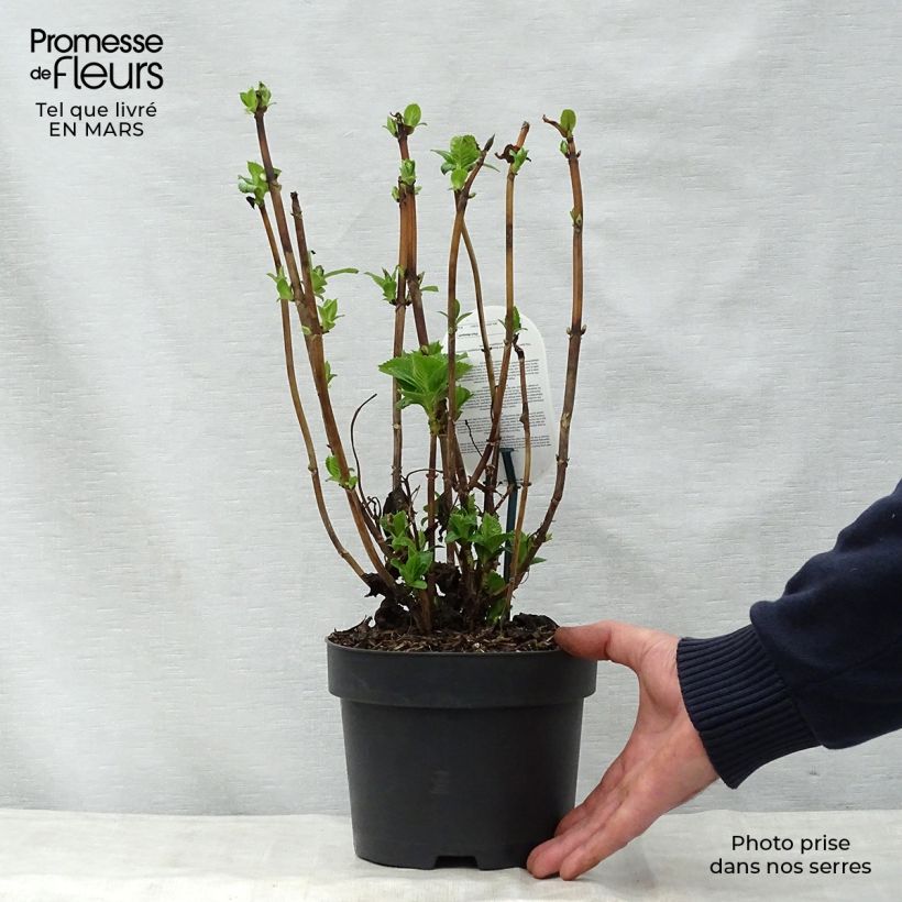 Example of Hydrangea macrophylla Early Blue - Ortensia Vaso da 2L/3L as you get in printemps