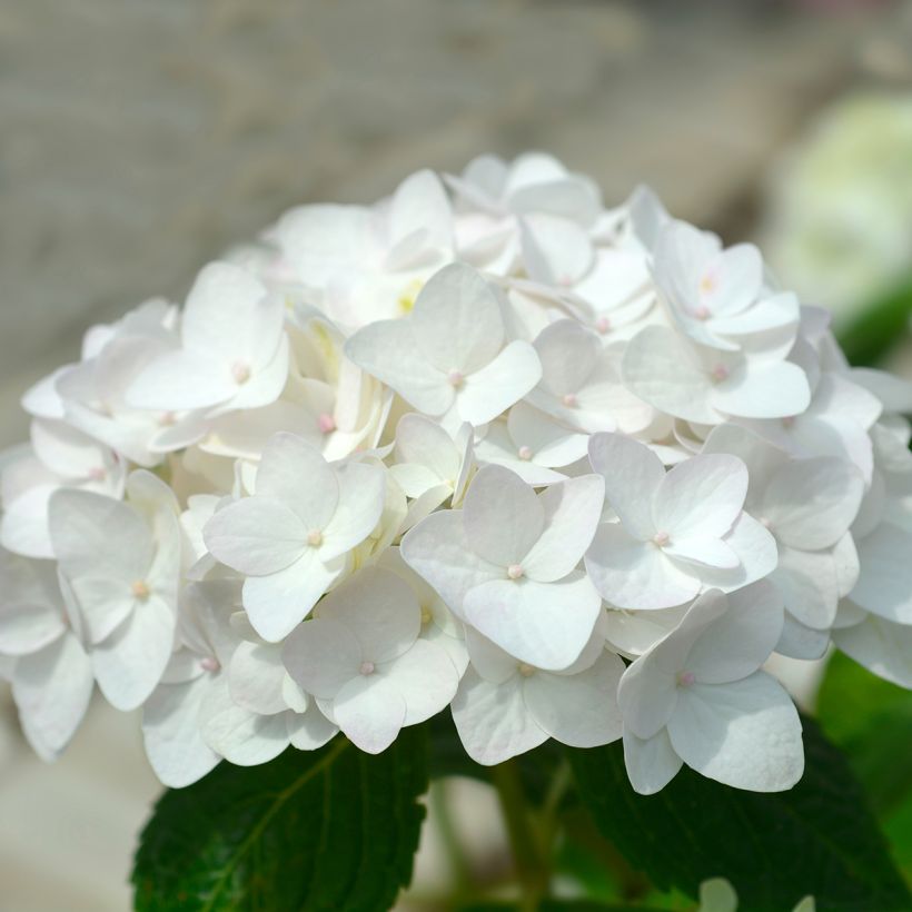 Hydrangea macrophylla Endless Summer The Bride - Ortensia (Flowering)