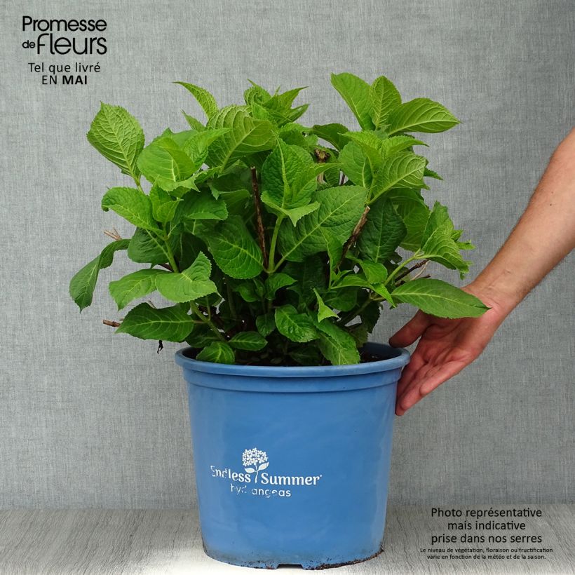 Example of Hydrangea macrophylla Endless Summer The Original Pink - Ortensia Vaso da 12L/15L as you get in printemps