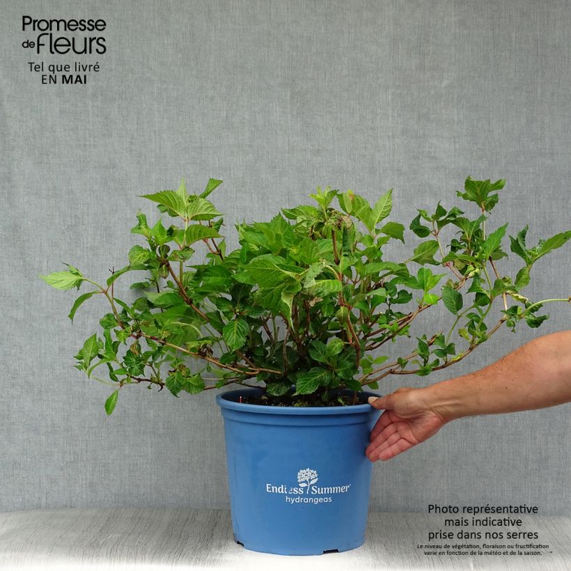 Hydrangea macrophylla Endless Summer Twist and Shout - Ortensia Vaso da 12L/15L esemplare consegnato in primavera