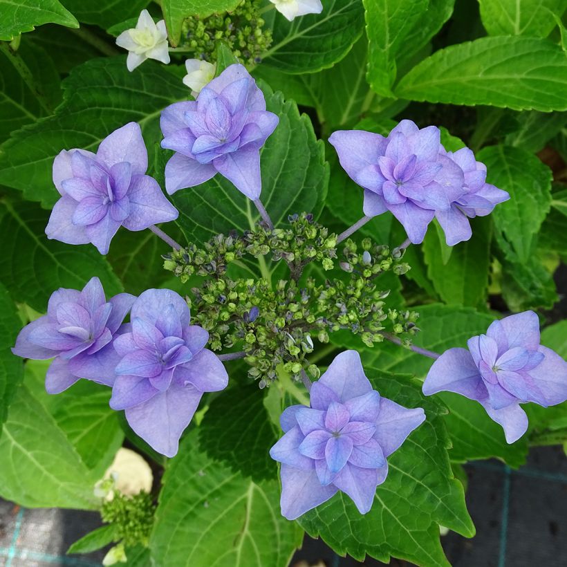 Hydrangea macrophylla Etoile Violette - Ortensia (Fioritura)