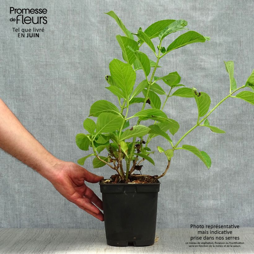 Esemplare di Hydrangea macrophylla Etoile Violette - Ortensia Vaso da 2L/3L consegnato in estate