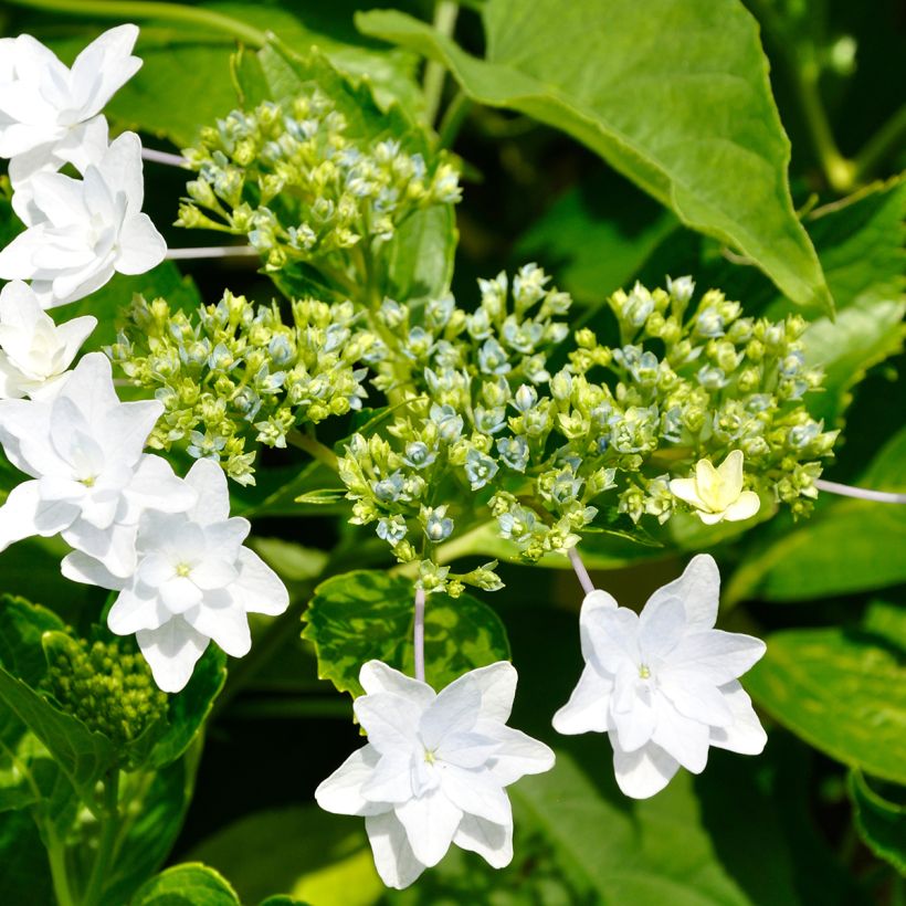 Hydrangea macrophylla Hovaria Fireworks White - Ortensia (Fioritura)