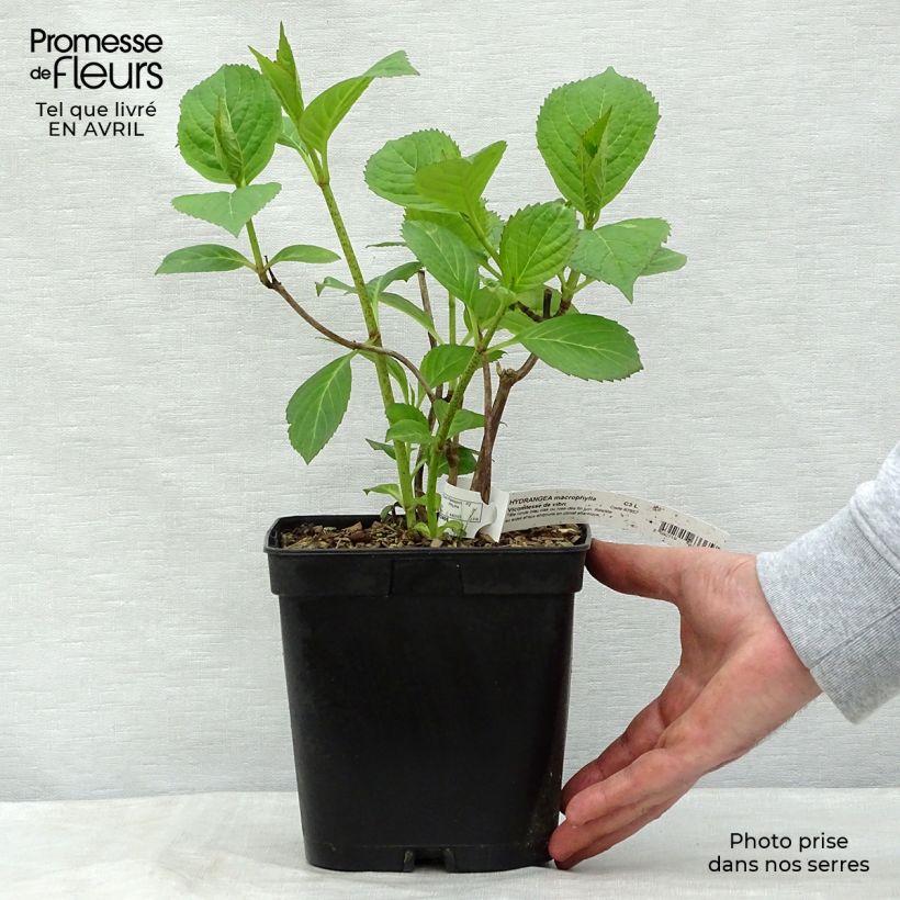 Example of Hydrangea macrophylla Generale Vicomtesse de Vibraye - Ortensia Vaso da 2L/3L as you get in printemps