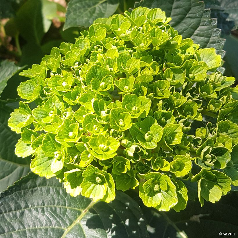 Hydrangea macrophylla Green Ever Belles - Ortensia (Flowering)