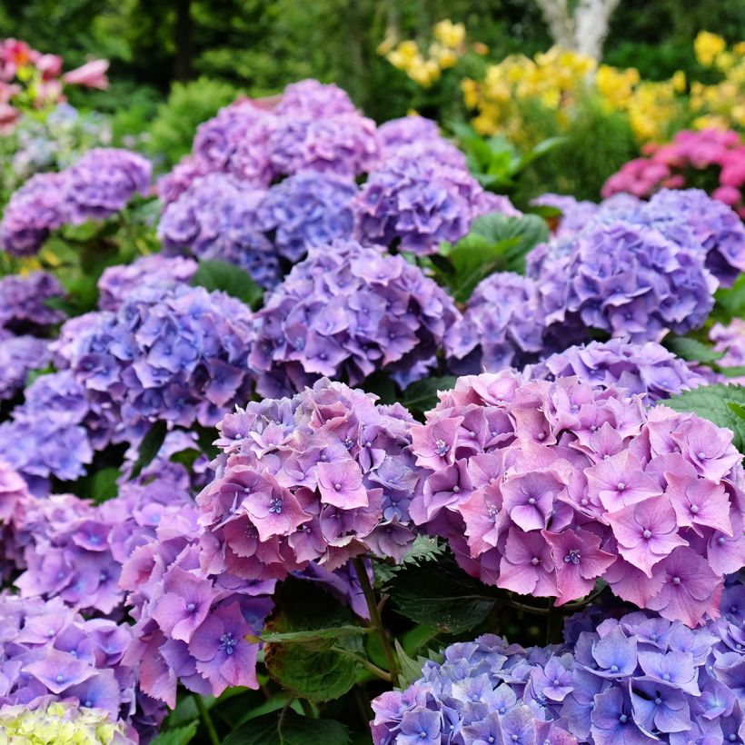 Hydrangea macrophylla Hambourg - Ortensia (Fioritura)