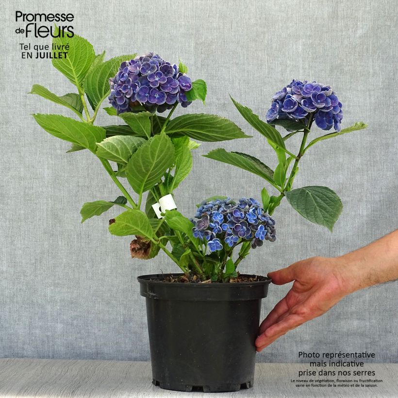 Esemplare di Hydrangea macrophylla Hovaria Hopcorn - Ortensia Vaso da 4L/5L consegnato in estate