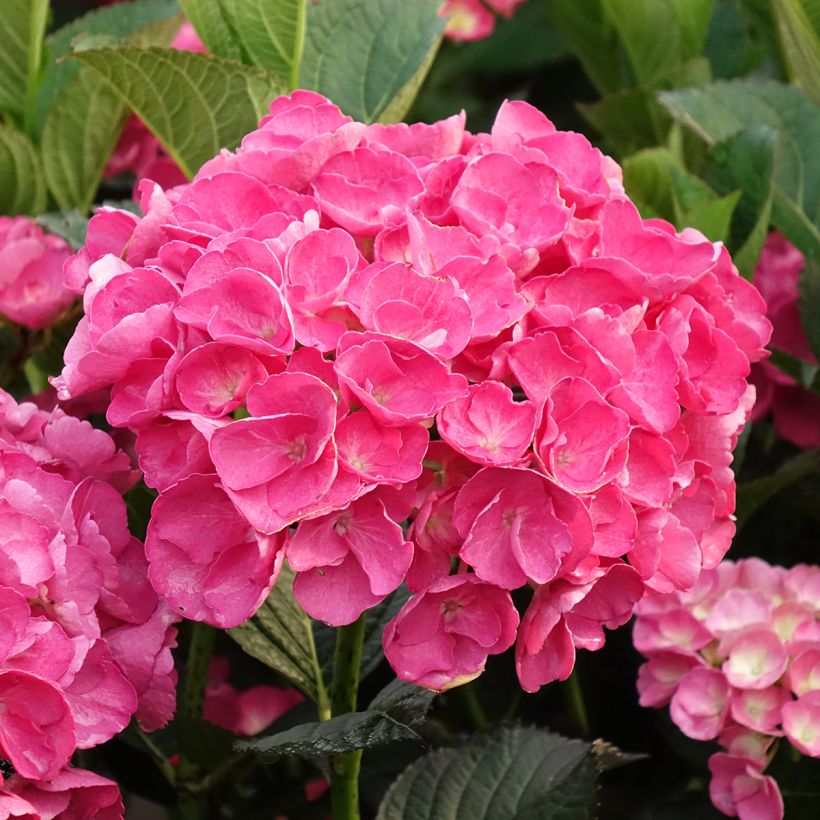 Hydrangea macrophylla Julisa - Ortensia (Fioritura)
