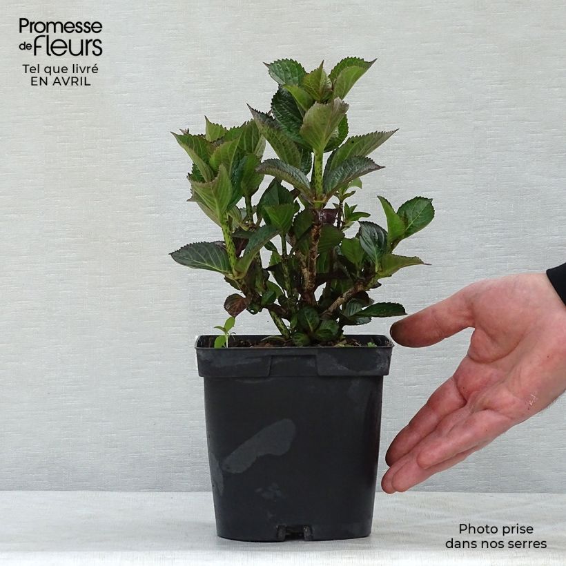 Hydrangea macrophylla Julisa - Ortensia Vaso da 1,5L/2L esemplare consegnato in primavera