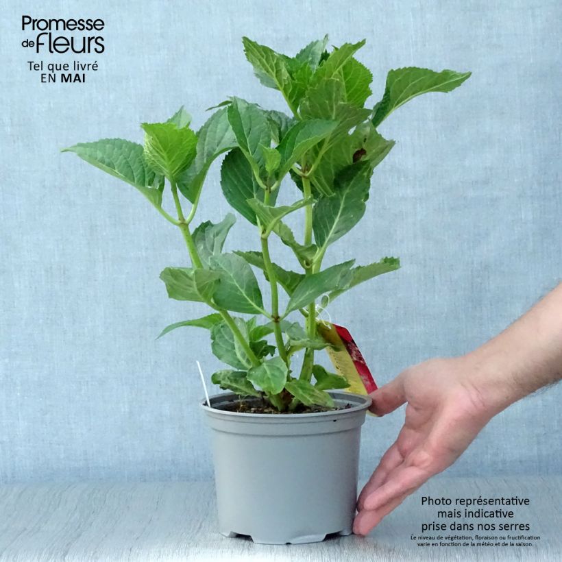 Hydrangea macrophylla Teller Kardinal - Ortensia Vaso da 2L/3L esemplare consegnato in primavera
