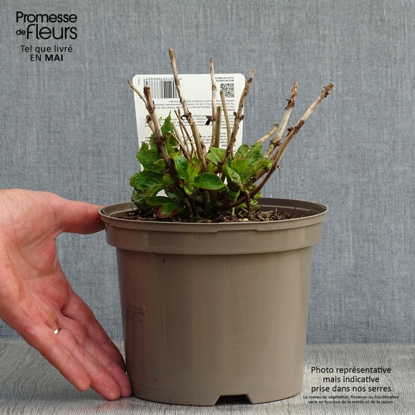 Hydrangea macrophylla Kardinal Violet - Ortensia Vaso da 2L/3L esemplare consegnato in primavera