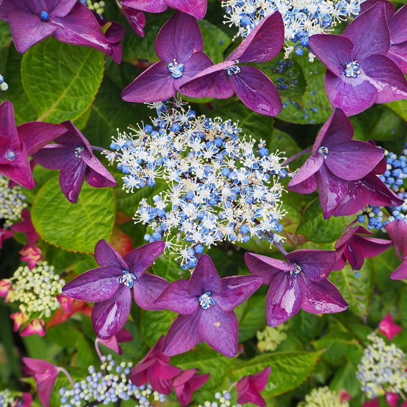 Hydrangea macrophylla Kardinal Violet - Ortensia (Fioritura)