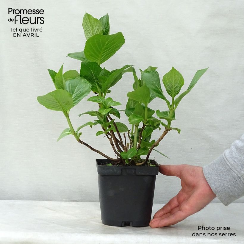 Hydrangea macrophylla Kazan - Ortensia Vaso da 2L/3L esemplare consegnato in primavera