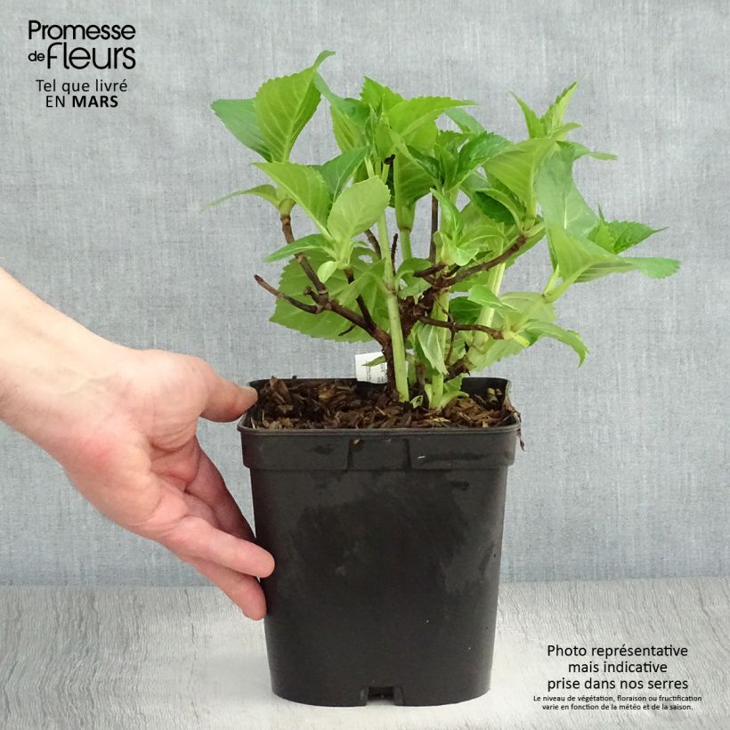 Example of Hydrangea macrophylla La Marne - Ortensia Vaso da 2L/3L as you get in printemps