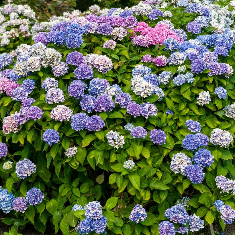 Hydrangea macrophylla La Marne - Ortensia (Plant habit)