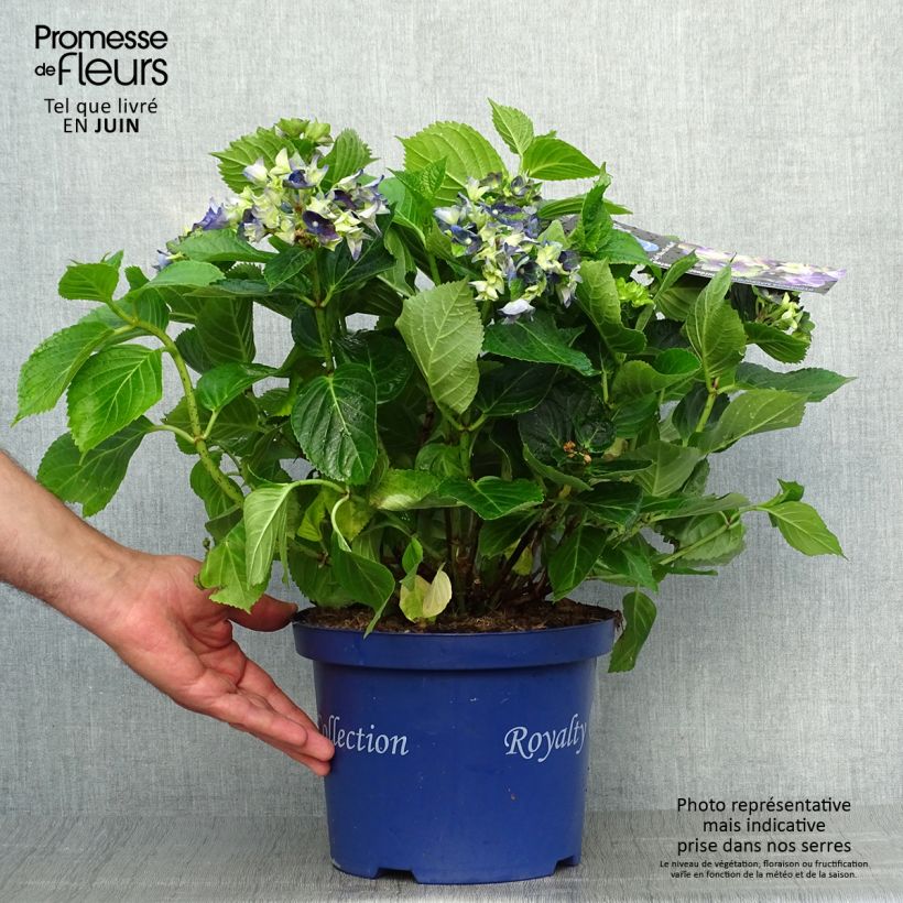 Esemplare di Hydrangea macrophylla Lady Mata Hari - Ortensia Vaso da 2L/3L consegnato in estate