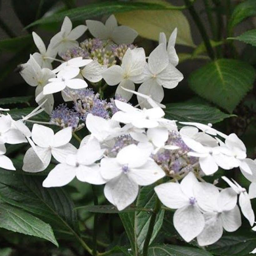 Hydrangea macrophylla Lanarth White - Ortensia (Fioritura)