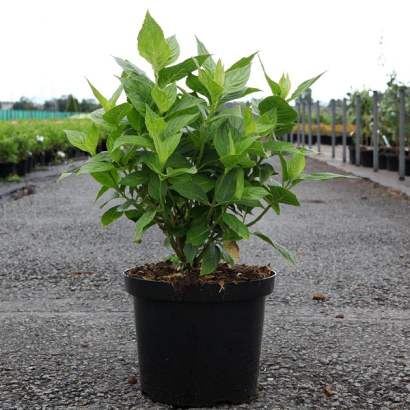 Hydrangea macrophylla Lanarth White - Ortensia (Porto)