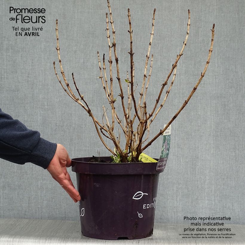 Hydrangea macrophylla Light'o'Day - Ortensia Vaso da 7,5L/10L esemplare consegnato in primavera