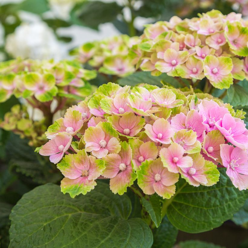 Hydrangea macrophylla Magical Amethyst - Ortensia (Flowering)