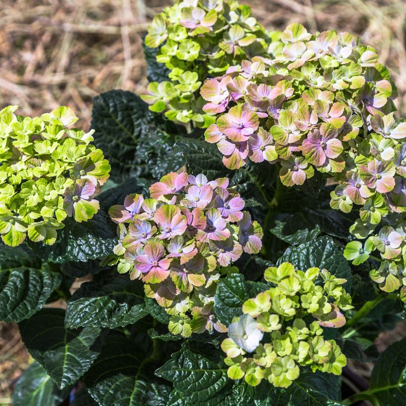 Hydrangea macrophylla Magical Amethyst - Ortensia (Plant habit)