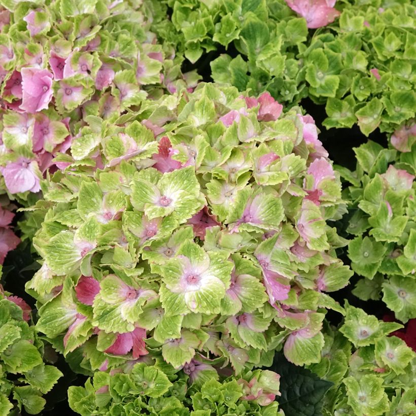 Hydrangea macrophylla Magical Jewel rosa - Ortensia (Fioritura)