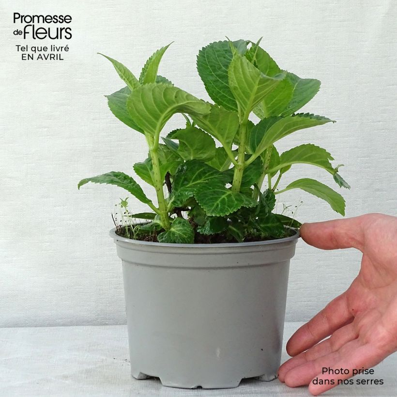 Example of Hydrangea macrophylla Magical Noblesse - Ortensia Vaso da 2L/3L as you get in printemps