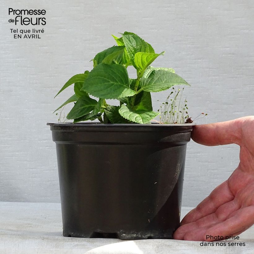 Example of Hydrangea macrophylla Magical Revolution Bleu - Ortensia Vaso da 1,5L/2L as you get in printemps