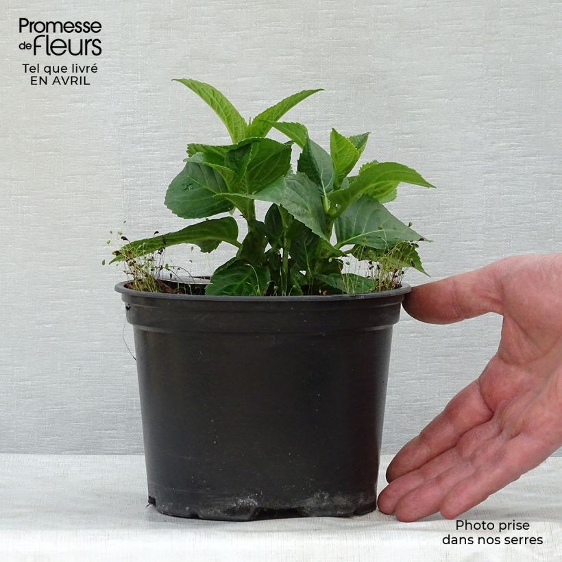 Example of Hydrangea macrophylla Magical Revolution Rose - Ortensia Vaso da 2L/3L as you get in printemps