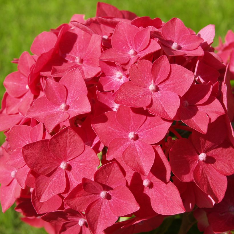 Hydrangea macrophylla Masja - Ortensia (Fioritura)