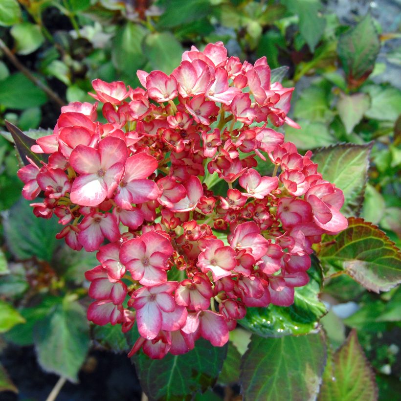 Hortensia - Hydrangea macrophylla Mirai (Fioritura)