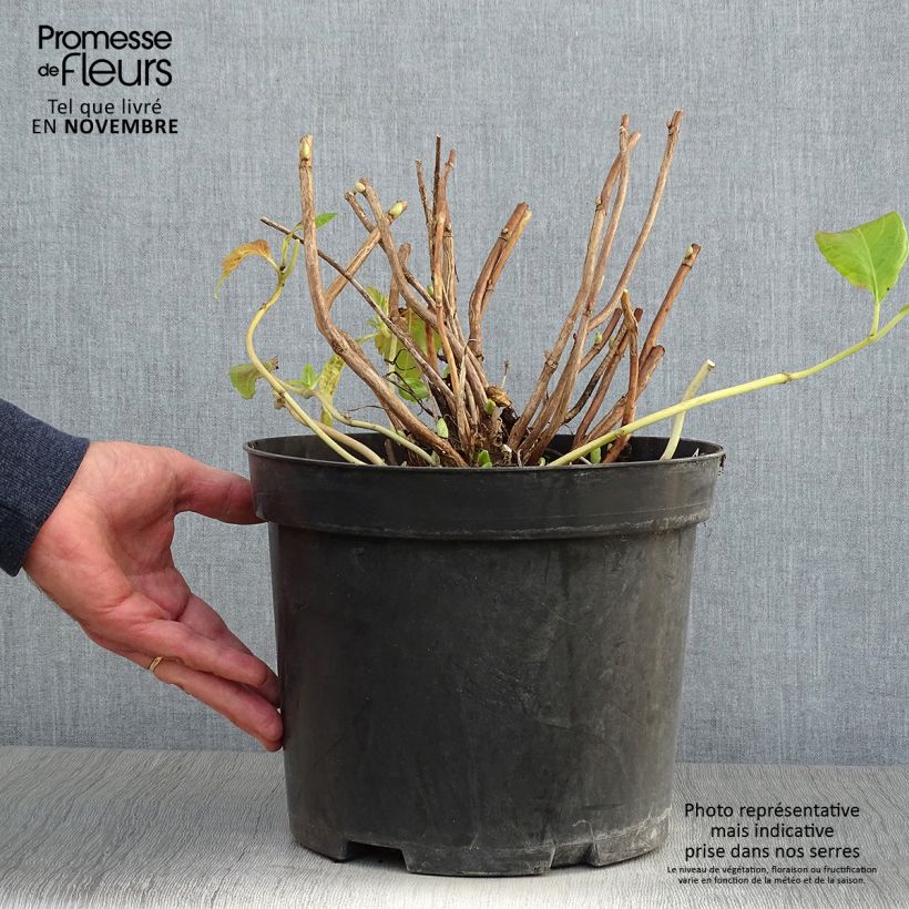 Esemplare di Hydrangea macrophylla Mme Emile Mouillière - Ortensia Vaso da 7,5L/10L come consegnato in autunno