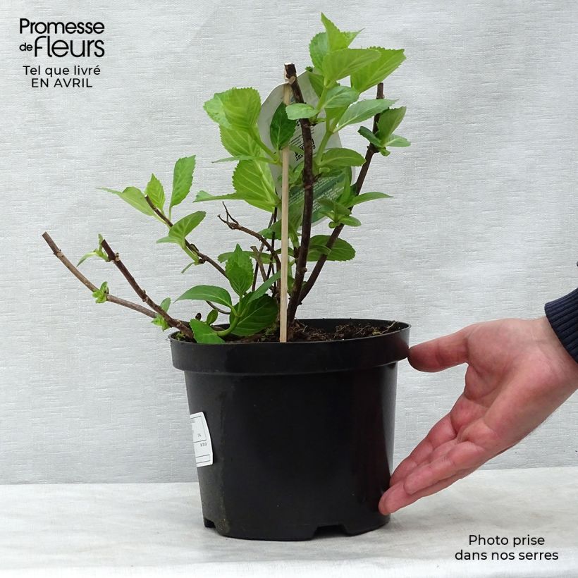 Hydrangea macrophylla Mme Emile Mouillière - Ortensia Vaso da 3L/4L esemplare consegnato in primavera